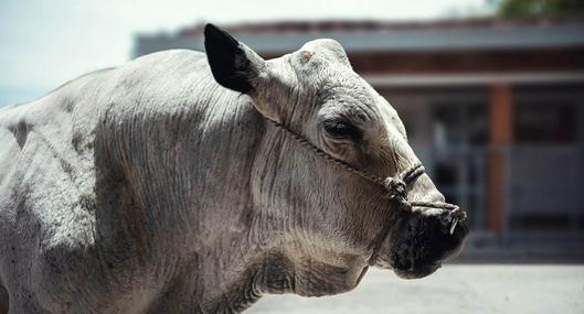 Por primera vez, U. Nacional no sacrifica a toro reproductor y lo ‘jubila’