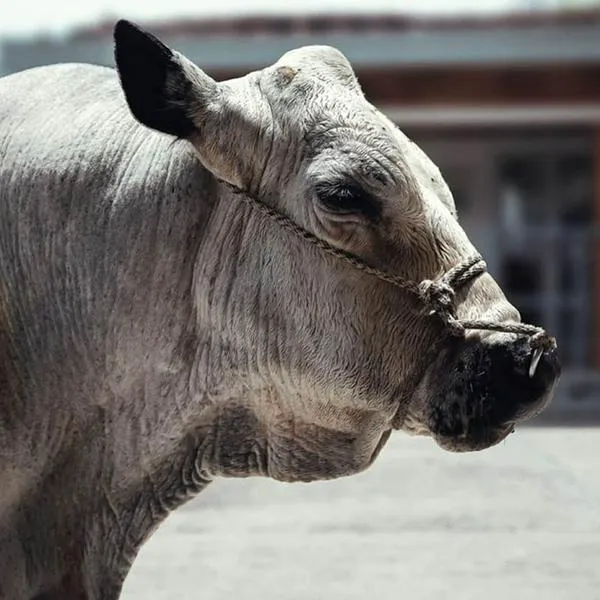 Por primera vez, U. Nacional no sacrifica a toro reproductor y lo ‘jubila’