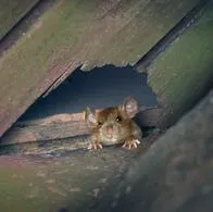 ¿Qué poner debajo de la puerta para que no entren los ratones?
