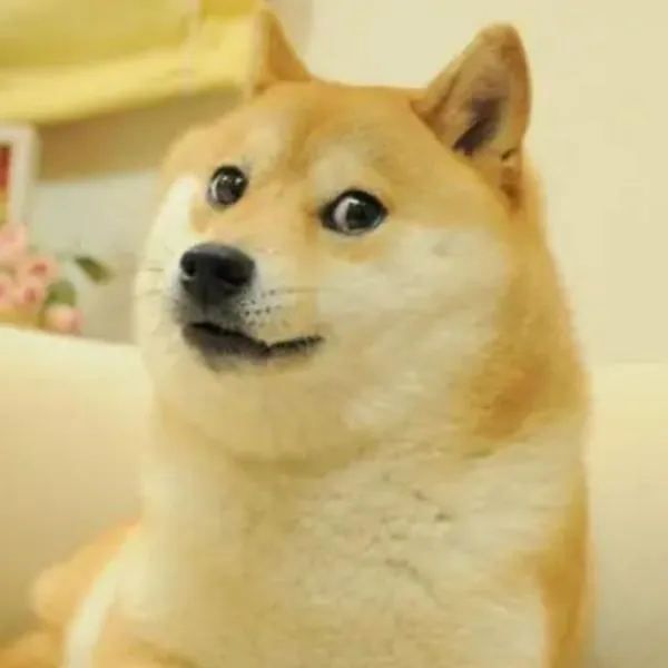 Murió Kabosu, el perro del meme Doge en Japón 