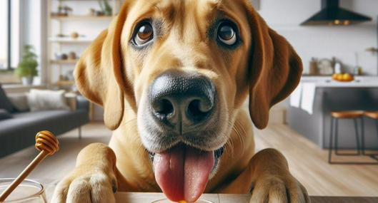¿Los perros pueden comer miel y qué pasa si lo hacen? 