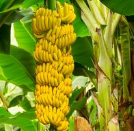 Empresas productoras de banano y plátano en Colombia tiene problema en Europa