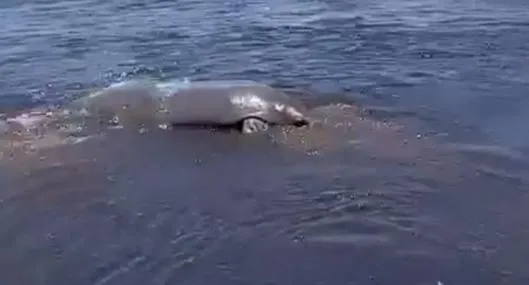 En Santander pescadores salvaron a siete manatíes varados en Puerto Wilches