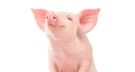 Lechona quedó como mejor plato de cerdo del mundo en mayo, según Taste Atlas