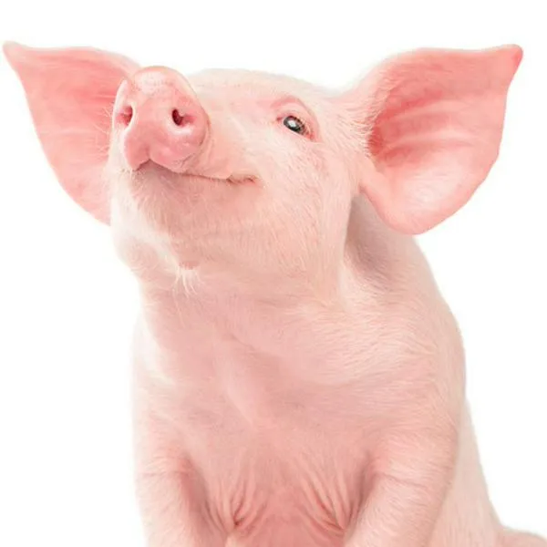 Lechona quedó como mejor plato de cerdo del mundo en mayo, según Taste Atlas