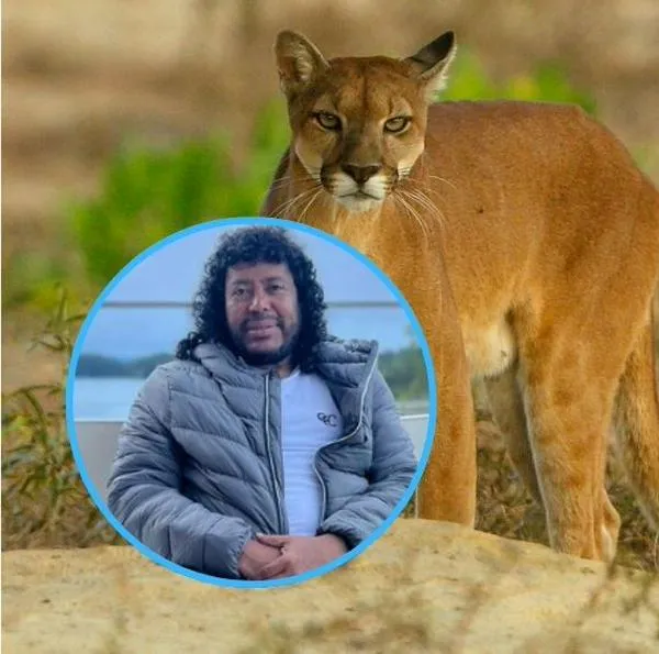 Luego de denuncia del exfutbolista René Higuita, evitan el sacrificio de pumas en Yondó, Antioquia