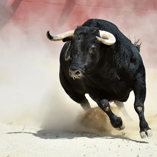 Aprueban prohibición de corridas de toros en Colombia: histórica decisión