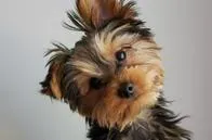 Video | Emocionante: perrito aprendió lenguaje de señas para entender a su dueña