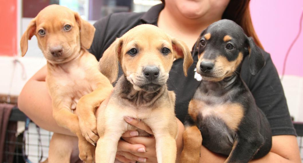 Adopción de perritos en Bogotá. 