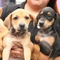 Adopción de perritos en Bogotá. 