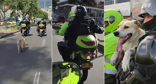 Video viral en Bogotá: perro fue adoptado por policías en moto después de que los persiguiera.