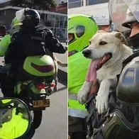 Video viral en Bogotá: perro fue adoptado por policías en moto después de que los persiguiera.
