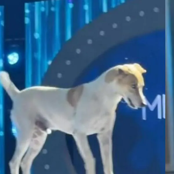 Perro que 'desfiló' en Miss Universo Colombia