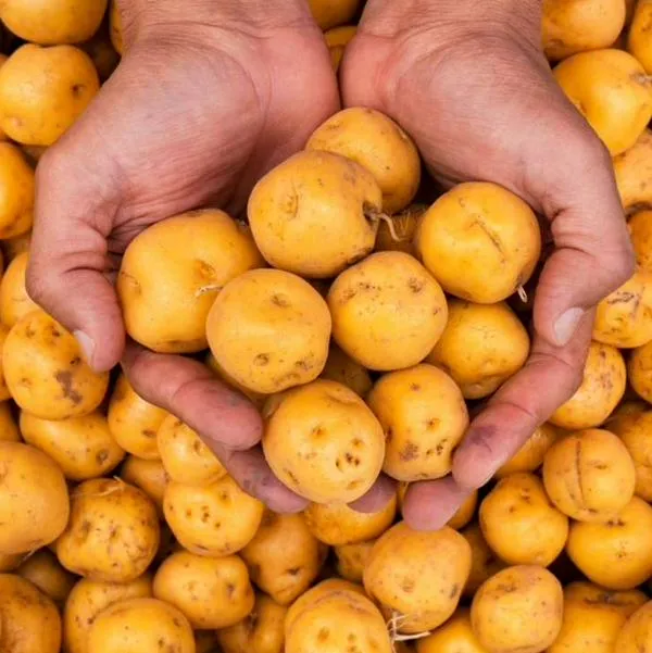Foto de papa criolla, en nota de cuánto está la papa hoy en Colombia, en precio de criolla, pastusa y más en Corabastos
