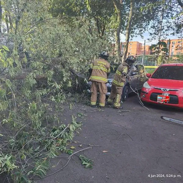 Árbol destruyó cuatro vehículos y afectó una vivienda, en el barrio 20 de Julio