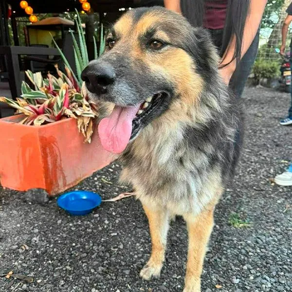 Hombre en Ibagué fue a restaurante con su perro y lo dejó abandonado