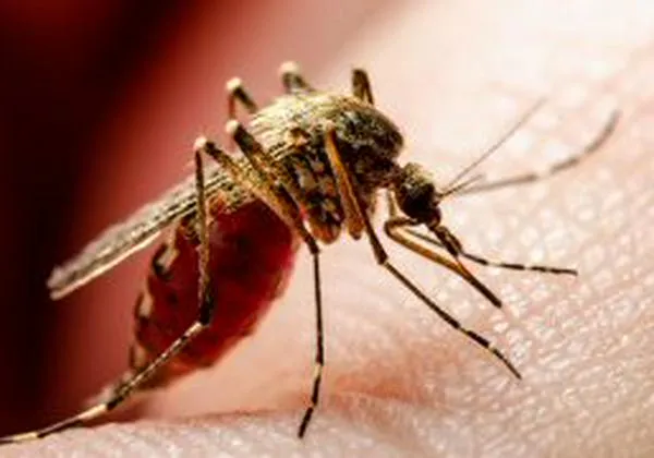 ¿Qué es la leishmaniasis cutánea? ¿cómo se contrae?