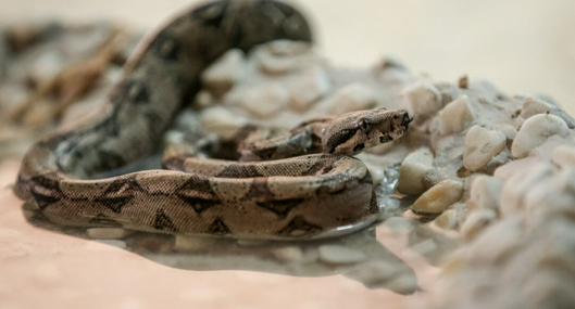 Serpiente boa constrictora fue encontrada dentro de un centro comercial, en Cali