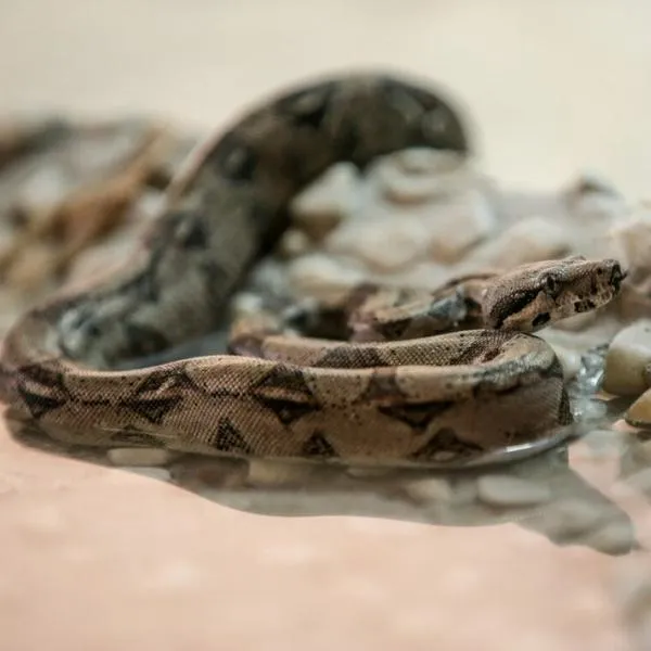Serpiente boa constrictora fue encontrada dentro de un centro comercial, en Cali