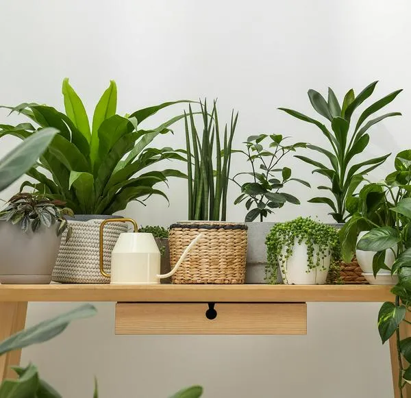 ¿Qué es bueno para eliminar las moscas de las plantas? 