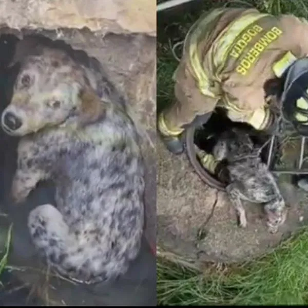 Bomberos rescataron a un perrito que quedó atrapado en una alcantarilla