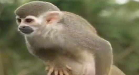 Mujer pretendía robarse un mono tití en Villavicencio; otro ciudadano impidió el rapto