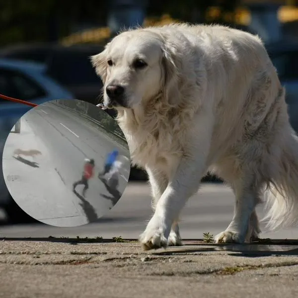 De qué raza es el perro que evitó un robo de un carro en el sur de Bogotá
