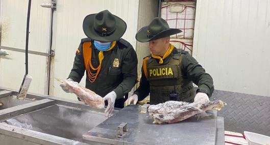 Incautaron más de 200 kilos de pescado en mal estado que iba a ser comercializado en Medellín