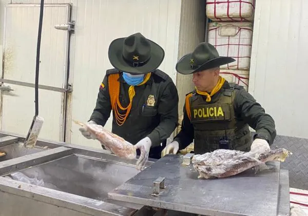 Incautaron más de 200 kilos de pescado en mal estado que iba a ser comercializado en Medellín