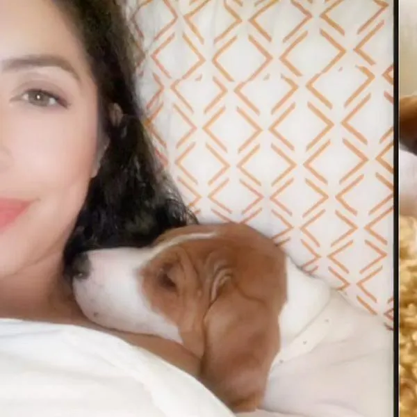 Mujer lleva a sacrificar a su mascota y luego la encuentra en adopción