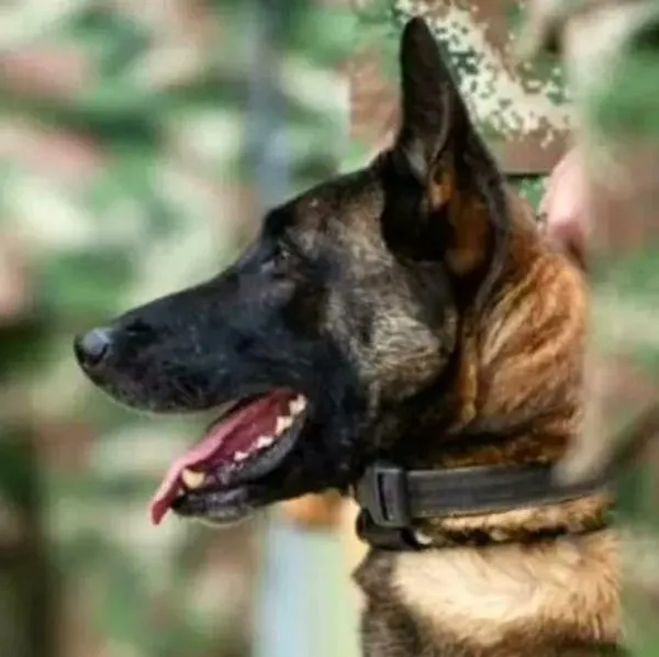 Perro Wilson, que sí fue encontrado en selva donde se perdieron los niños Mucutuy