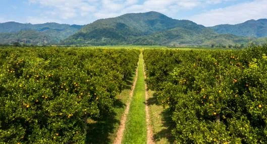 Empresas de naranja en Colombia tendrán estrategia por subida mundial en precio
