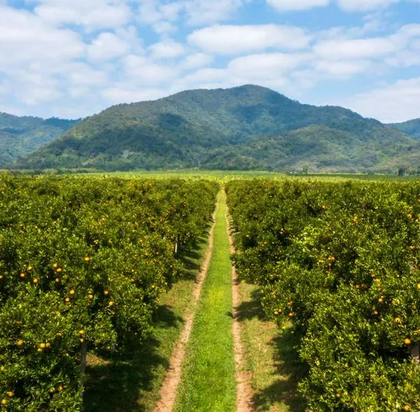 Empresas de naranja en Colombia tendrán estrategia por subida mundial en precio