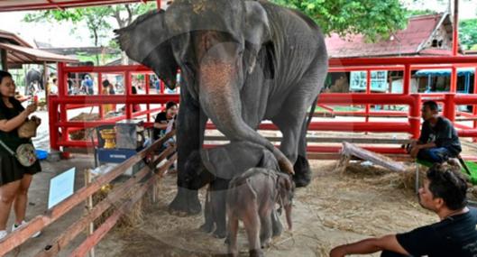 Emocionante nacimiento de elefantes gemelos en Tailandia quedó en video y ya es viral en redes sociales; así fue reacción de la madre y todos los detalles.
