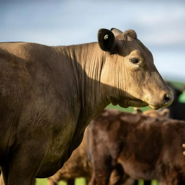 Hombre sacó una vaca muerta de la corriente del río Medellín; al parecer pretendía comérsela