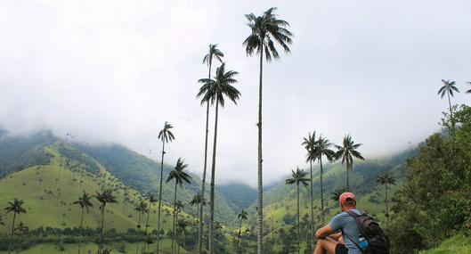 Palmera más grande del mundo está en Colombia