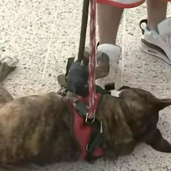 Perrita que había sido adoptada por operador de Transmilenio se reencuentra con sus dueños