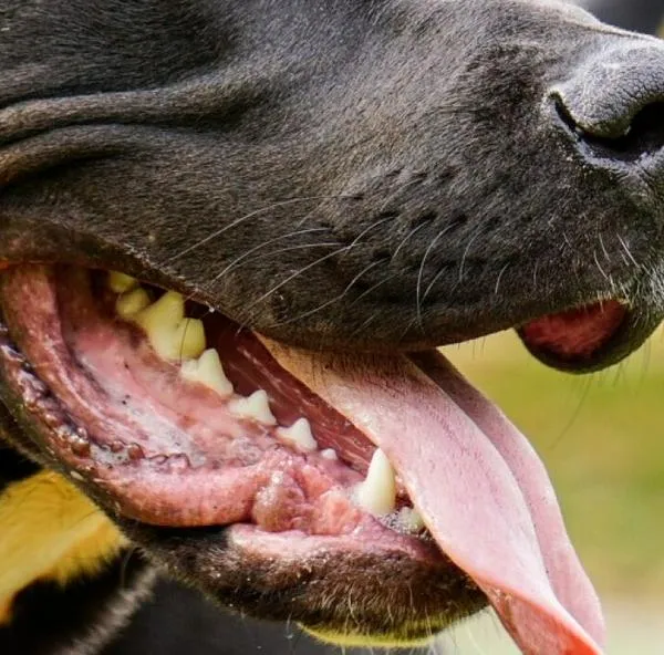 Policías mataron a tiros a dos perros pitbull que estaban atacando a su dueño