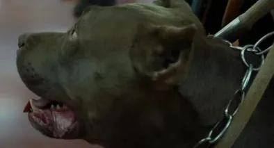 Hombre atacado por sus dos mascotas en Bogotá podría perder un brazo; está bajo pronóstico reservado