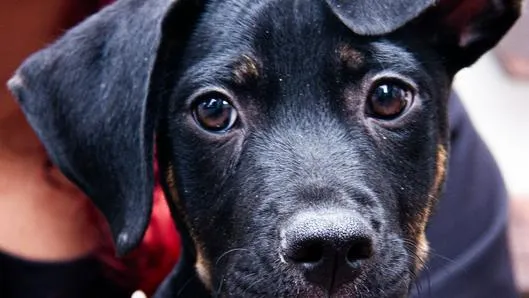 Adopción de perros en Bogotá: la historia de Ron, el perrito que casi muere atacado y que busca un hogar lleno de amor y todos los cuidados necesarios.