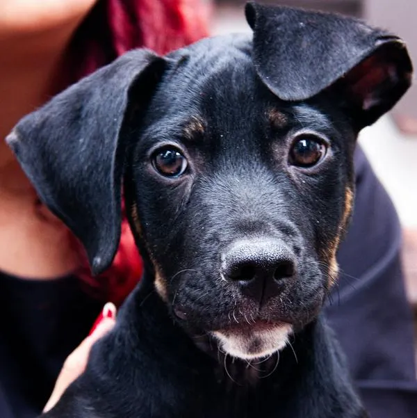 Adopción de perros en Bogotá: la historia de Ron, el perrito que casi muere atacado y que busca un hogar lleno de amor y todos los cuidados necesarios.