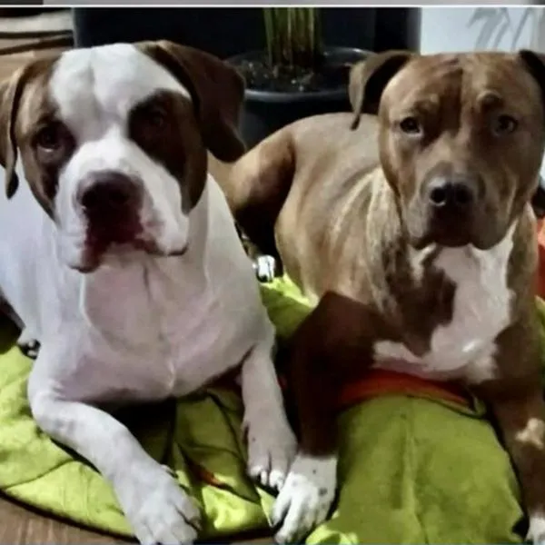 Perros atacan a su dueño: la verdadera historia detrás de lo que pasó con Kira y Mateo