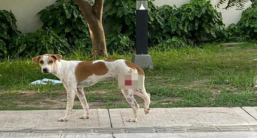 Denuncian maltrato animal: disparan con arma traumática a perros callejeros en Barranquilla