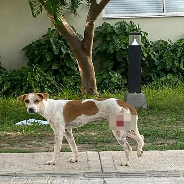Denuncian maltrato animal: disparan con arma traumática a perros callejeros en Barranquilla