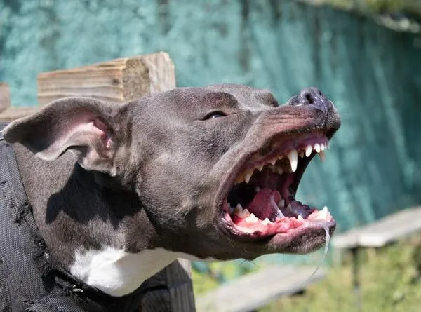 Adulto mayor murió tras ser atacado por un perro pitbull en Villanueva, La Guajira