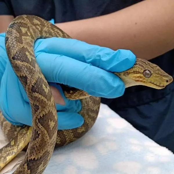 Recuperan boa que estaba en una silla de un bebé en Chapinero, Bogotá