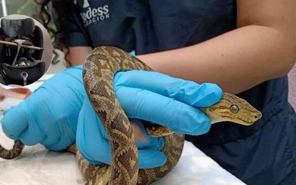 Padres se llevaron tremendo susto por boa que estaba en una silla del carro de su bebé