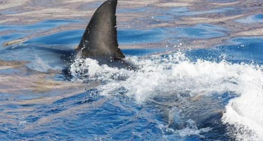 Tiburón de 2 metros siembra temor en Gran Canaria y obliga a cerrar la isla