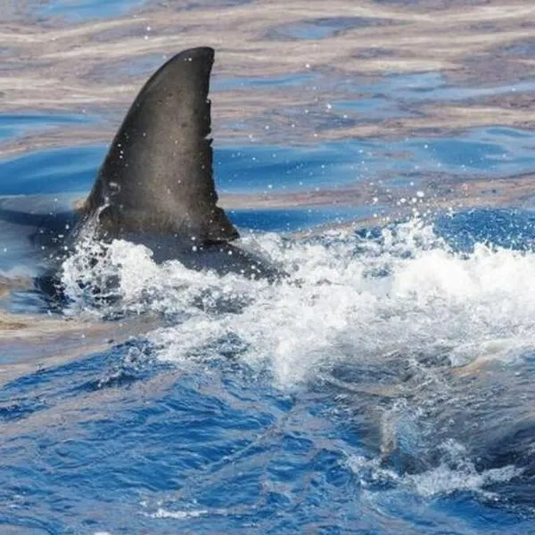 Tiburón de 2 metros siembra temor en Gran Canaria y obliga a cerrar la isla