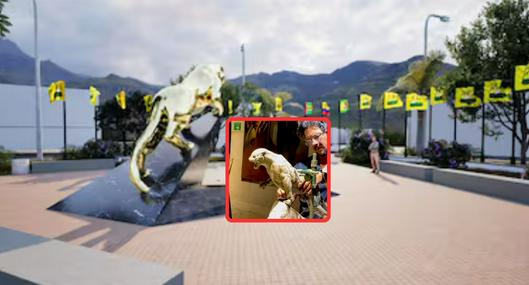 Bucaramanga tendrá una escultura en bronce de un leopardo para celebrar estrella 